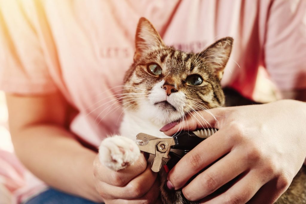 couper les griffes de son chat - supercroquettes